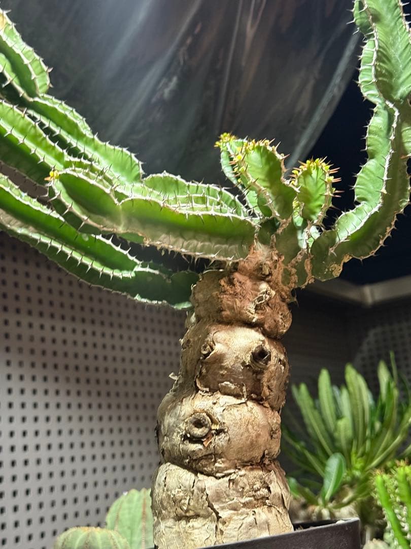 ユーフォルビア　ムランジーナ　現地球　大株