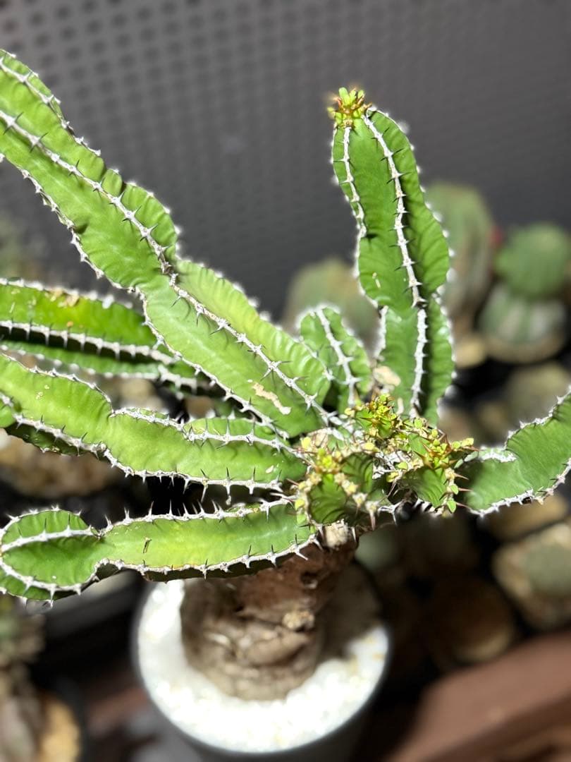 ユーフォルビア　ムランジーナ　現地球　大株