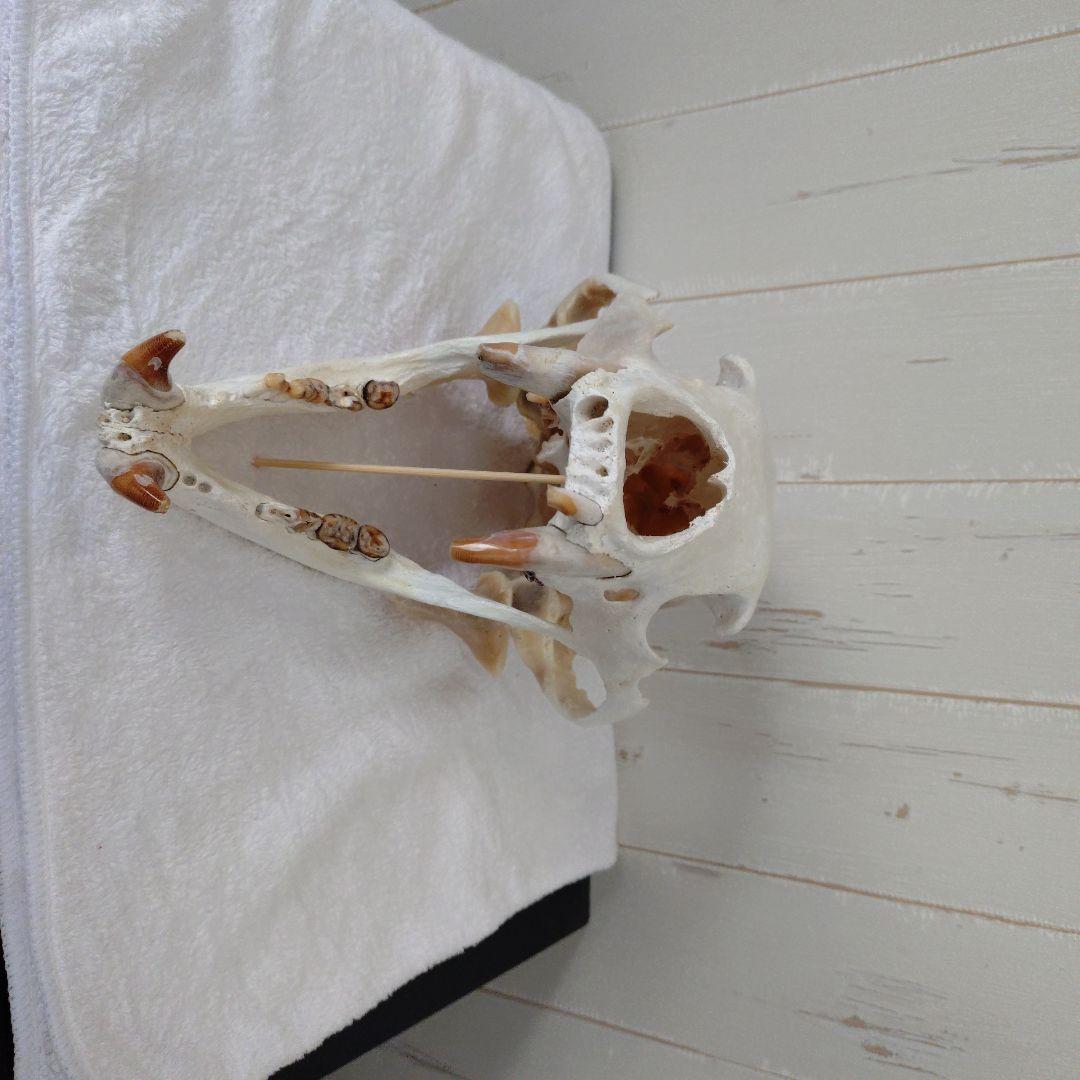 狩猟で獲ったツキノワグマ頭骨 約30cm