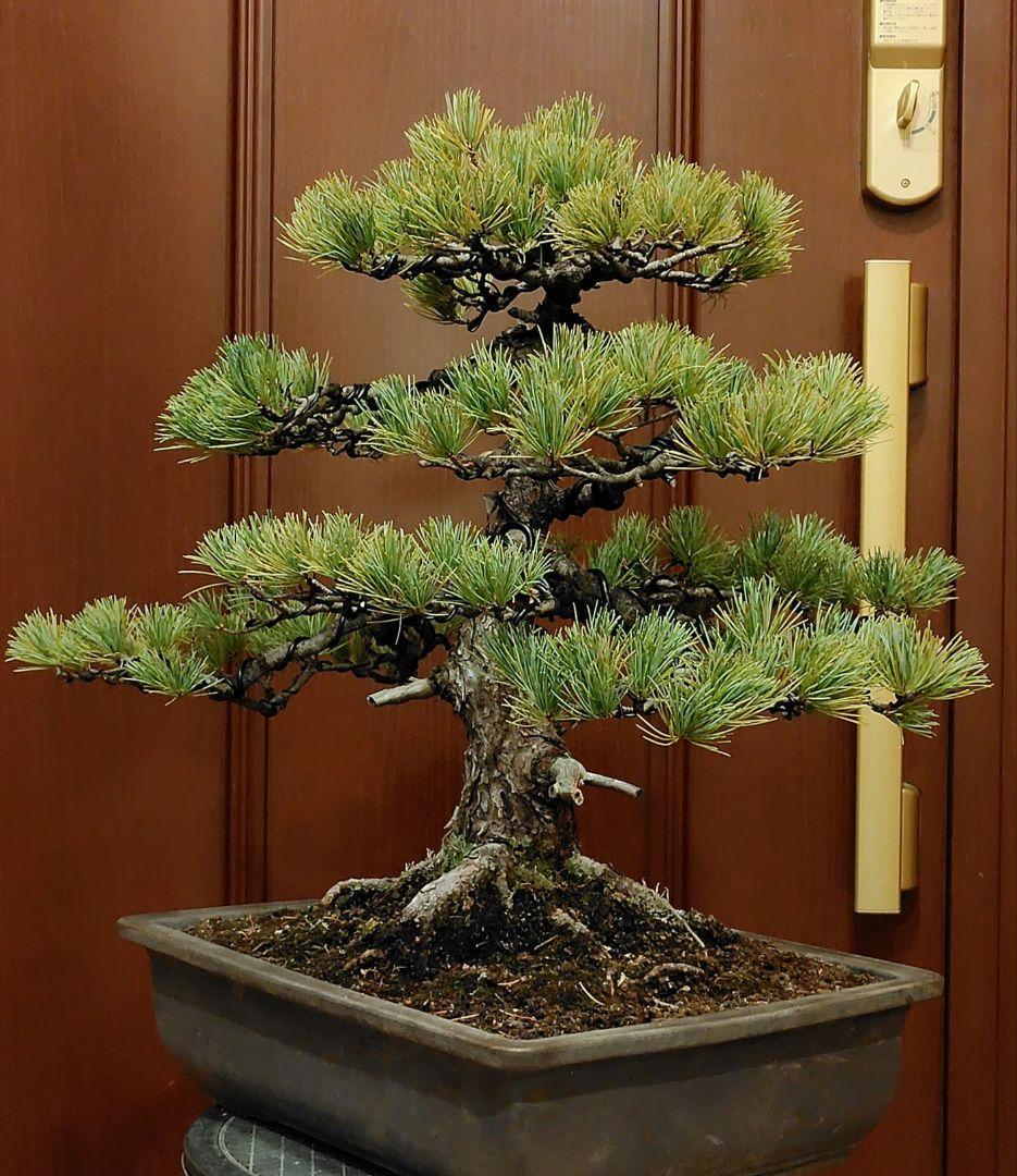 五葉松盆栽！