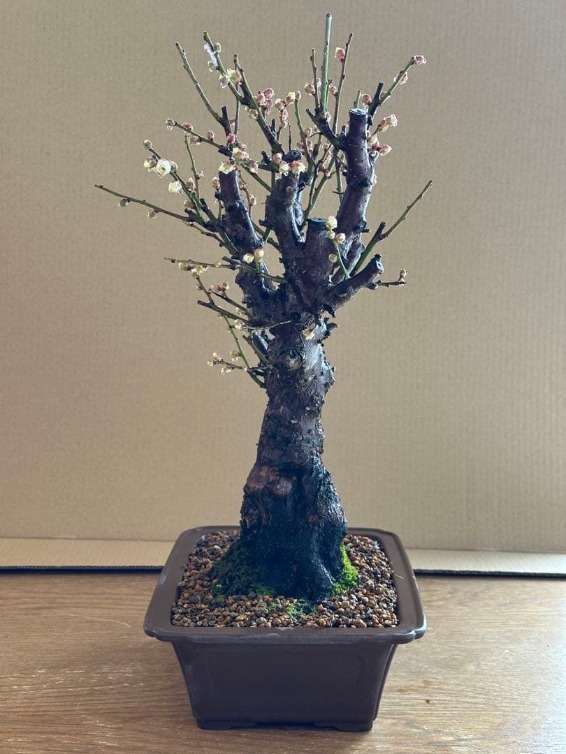 盆栽 梅 白梅-2