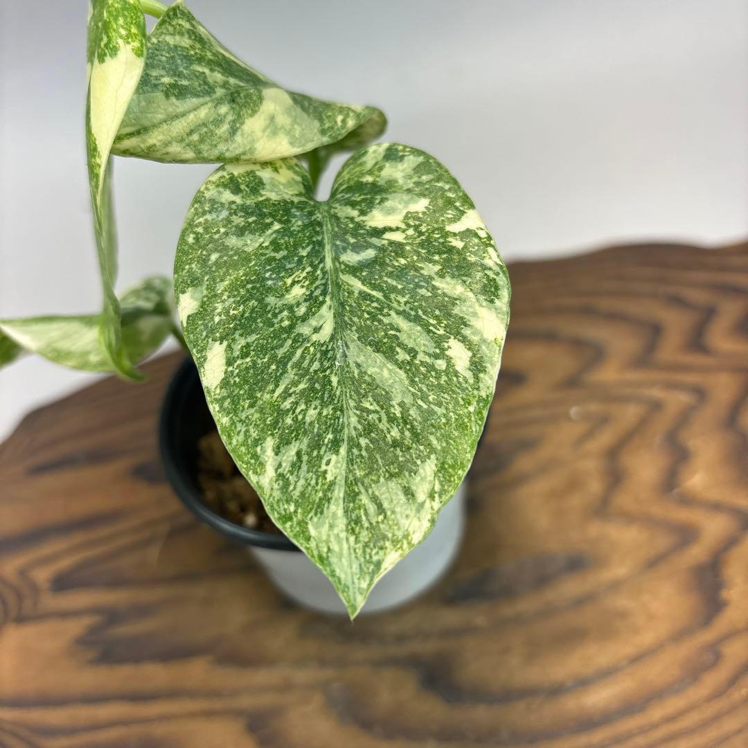 t*p様 モンステラ　デリシオーサ　レガシー　斑入り lsw31