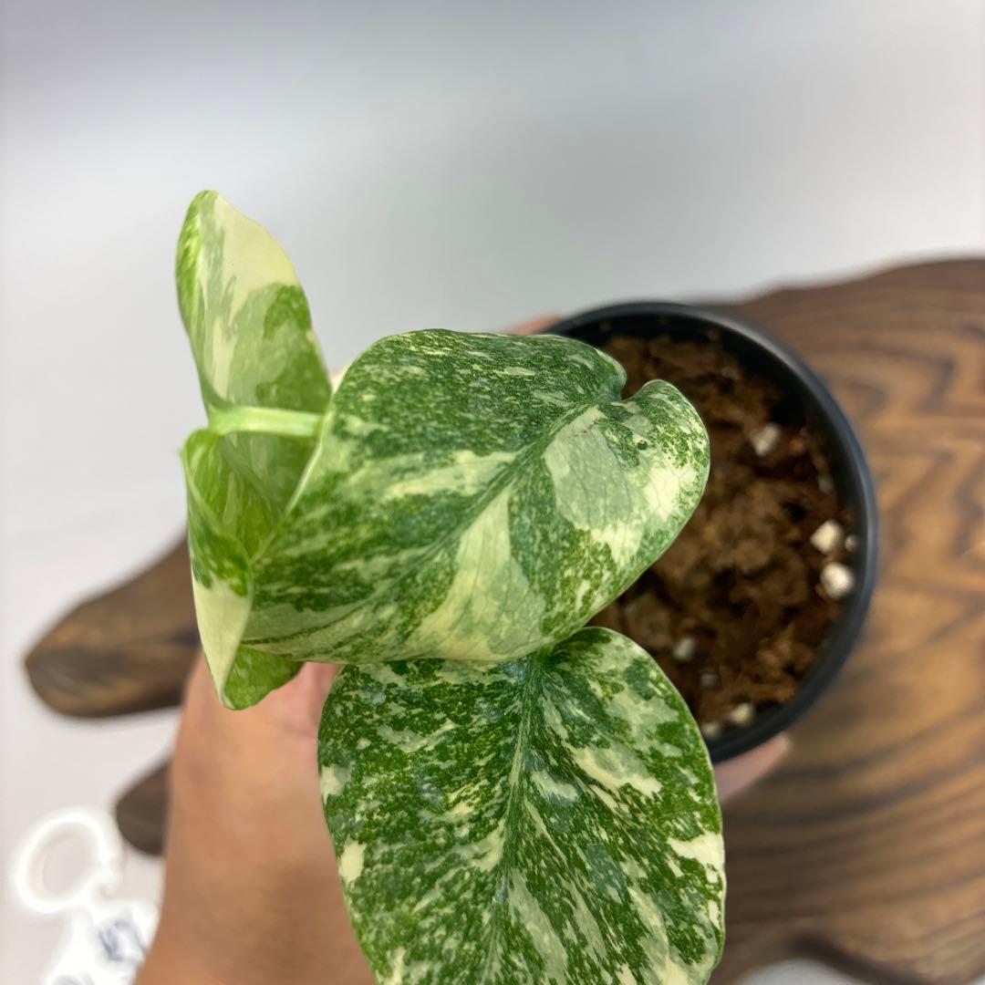 t*p様 モンステラ　デリシオーサ　レガシー　斑入り lsw31