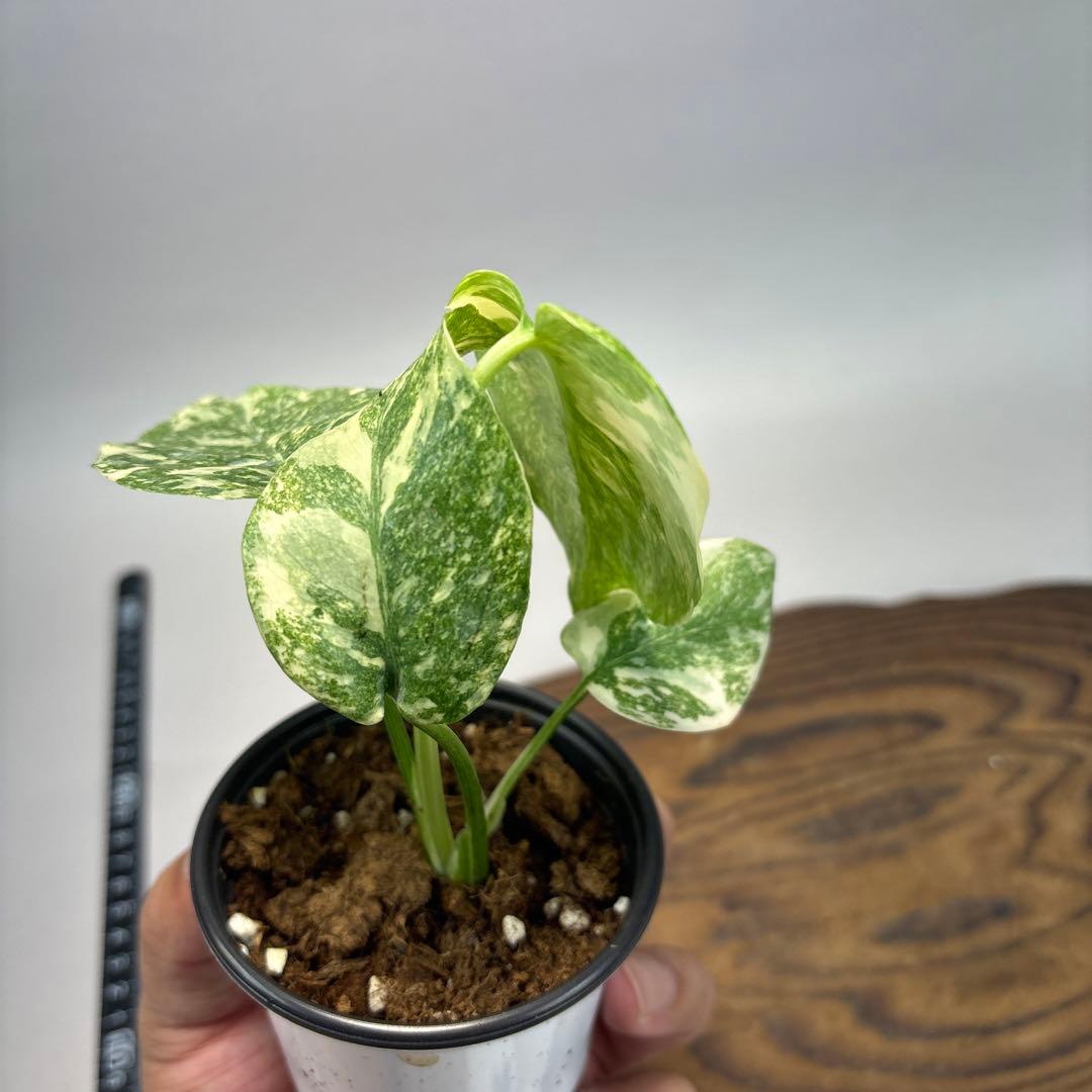 t*p様 モンステラ　デリシオーサ　レガシー　斑入り lsw31