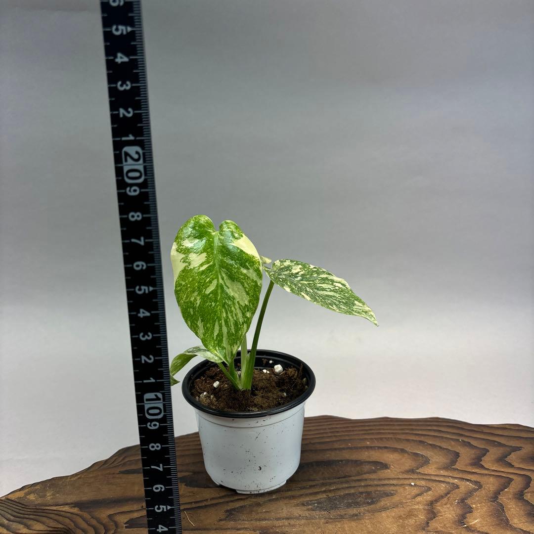 t*p様 モンステラ　デリシオーサ　レガシー　斑入り lsw31