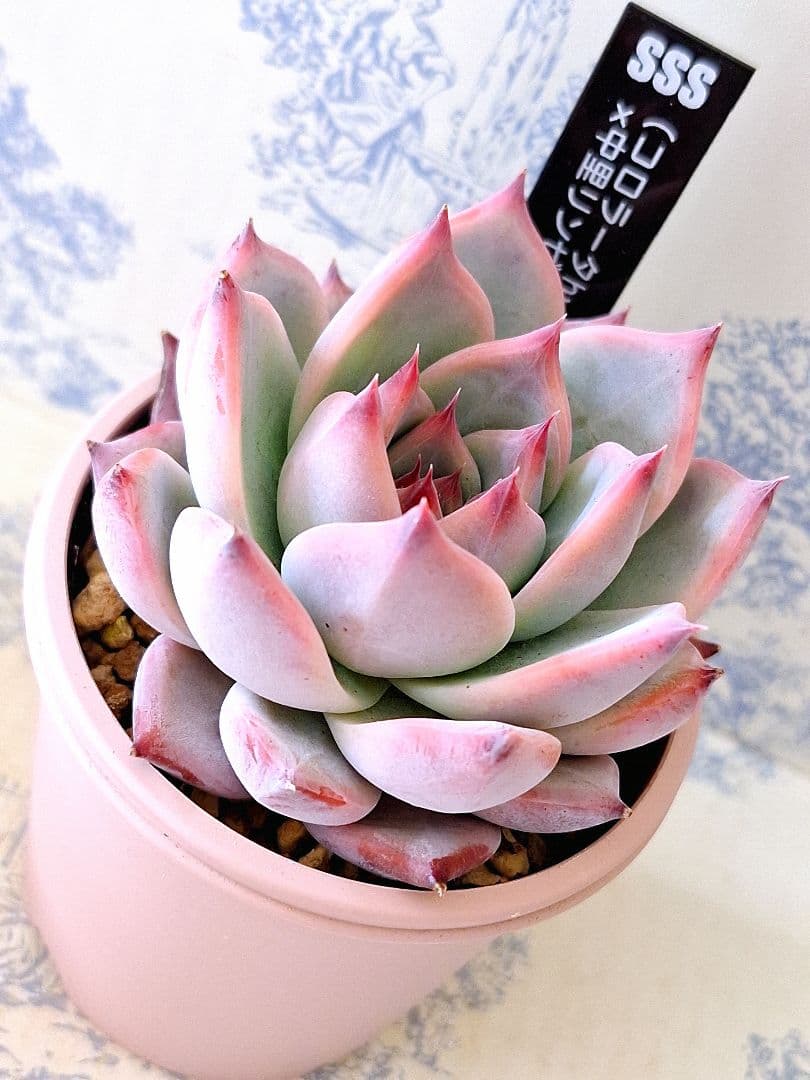 ꕤclara*様 リクエスト 3点 まとめ商品