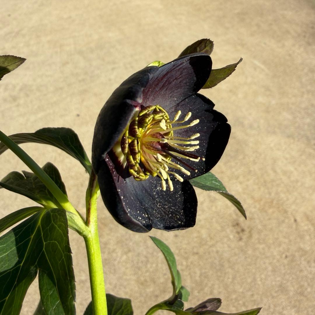 クリスマスローズ　開花株　sdブラックグリーンリップ