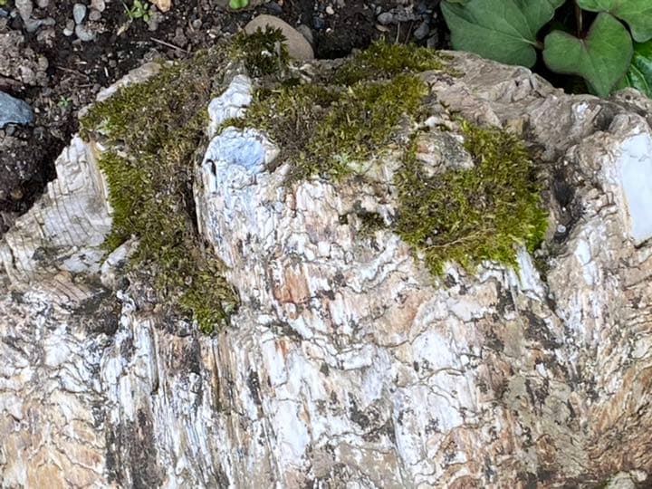 超希少　コケ付 木化石