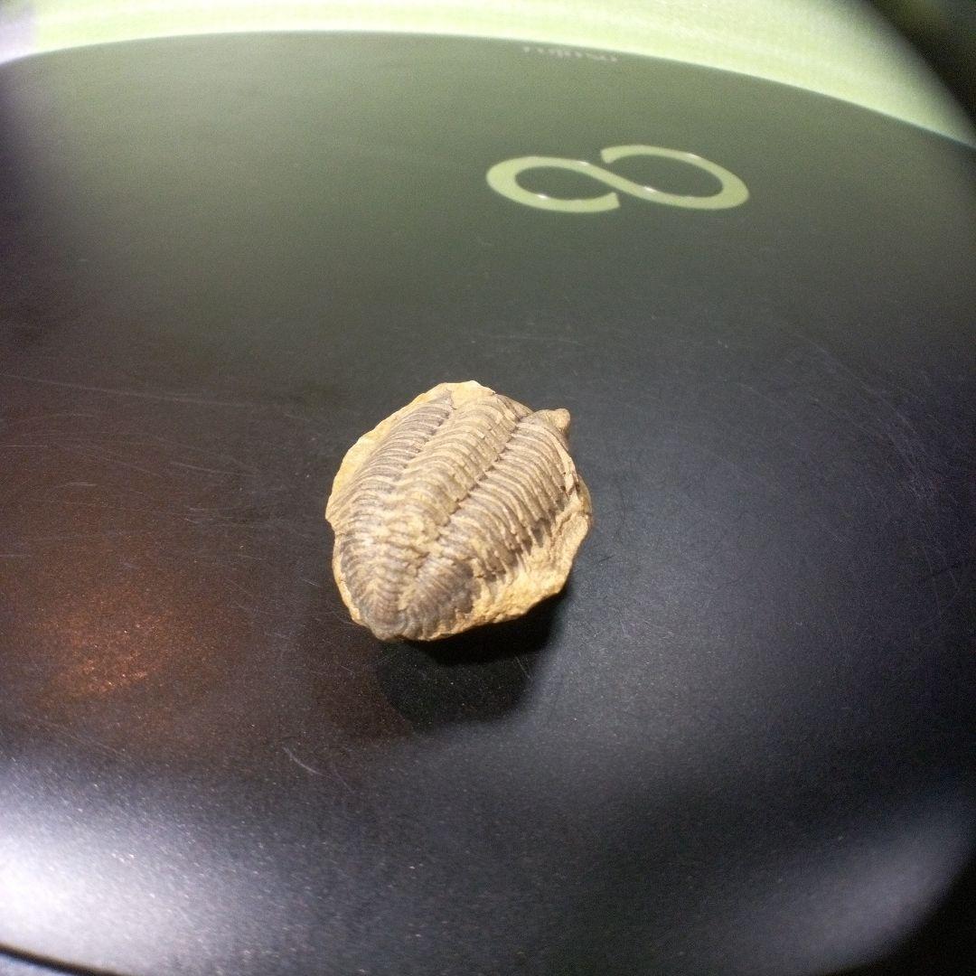 三葉虫　化石　fossil　ボリビア産　トライロバイト　Fossil番号⑨