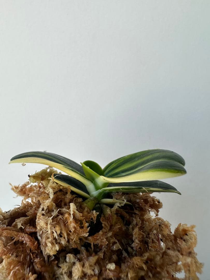 【 名護蘭 】明丸縞　359