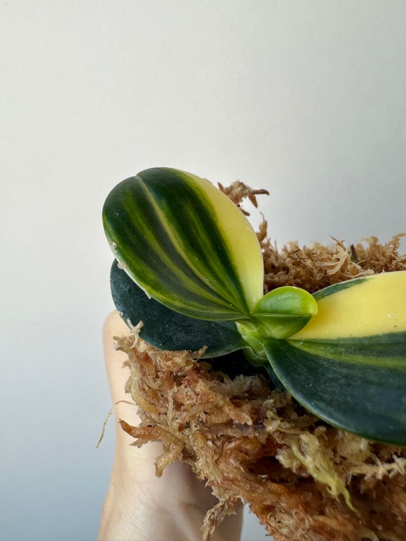 【 名護蘭 】明丸縞　359