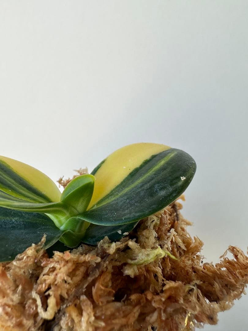 【 名護蘭 】明丸縞　359