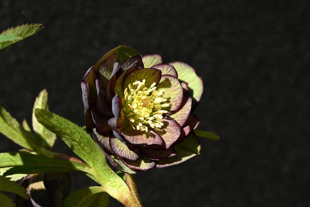 クリスマスローズ　認定Wild　Collection　加藤農園