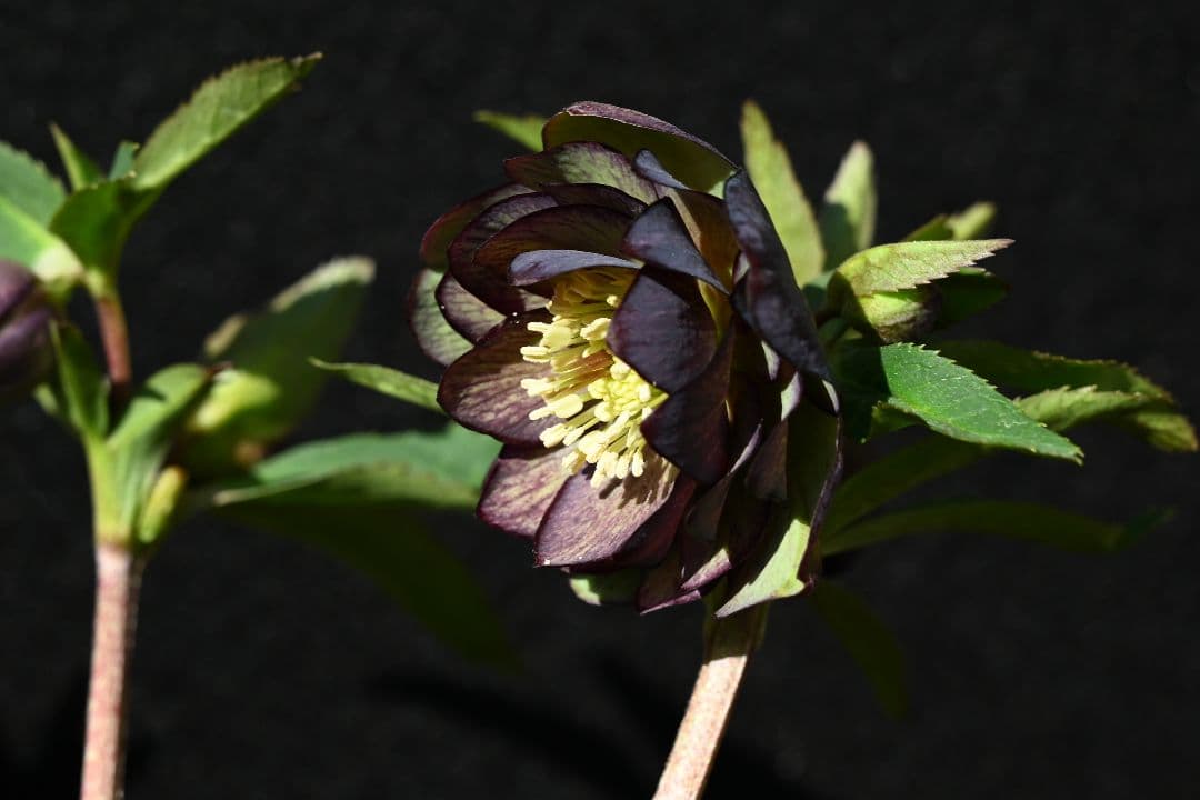 クリスマスローズ　認定Wild　Collection　加藤農園