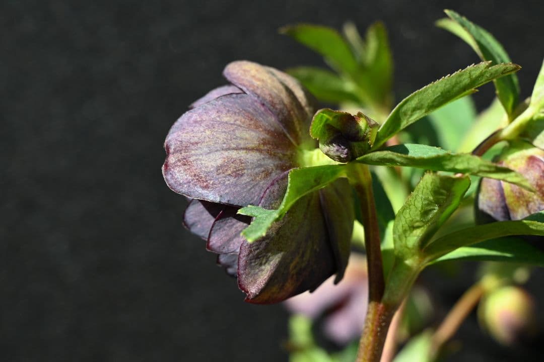 クリスマスローズ　認定Wild　Collection　加藤農園