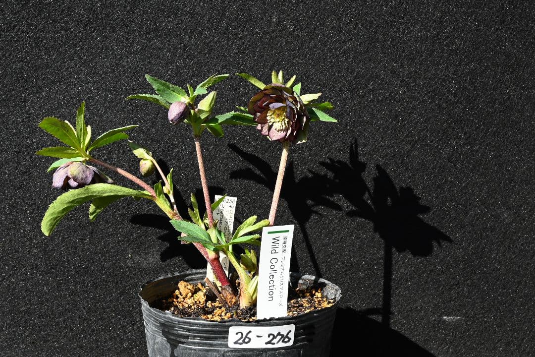 クリスマスローズ　認定Wild　Collection　加藤農園