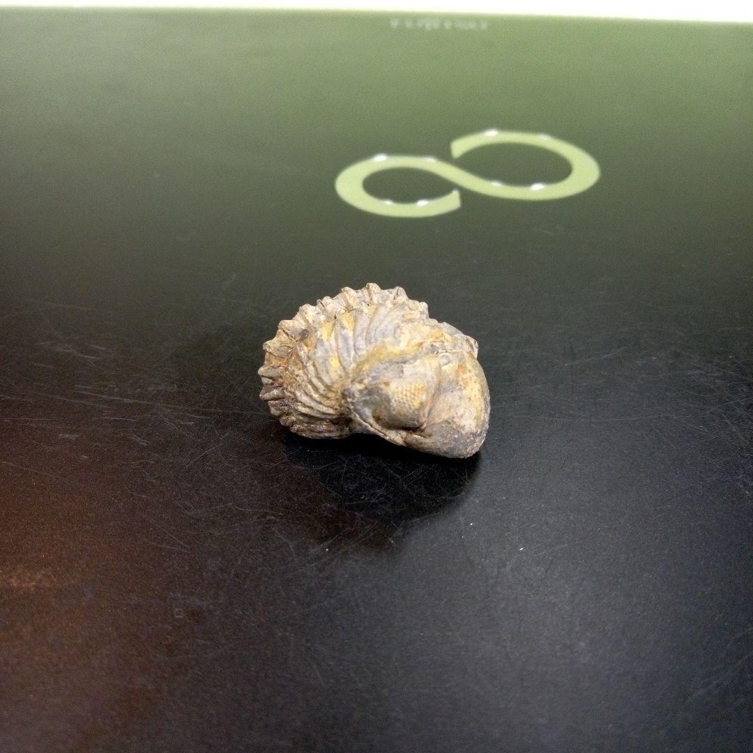 三葉虫　化石　fossil　ボリビア産　trilobite　ノジュール管理⑩