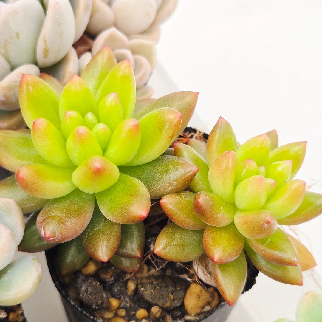 ㊸全15苗 つぶつぶ屋さん 萌牡丹❣️あられ❣️姫花火❣️発根済ネコポス込