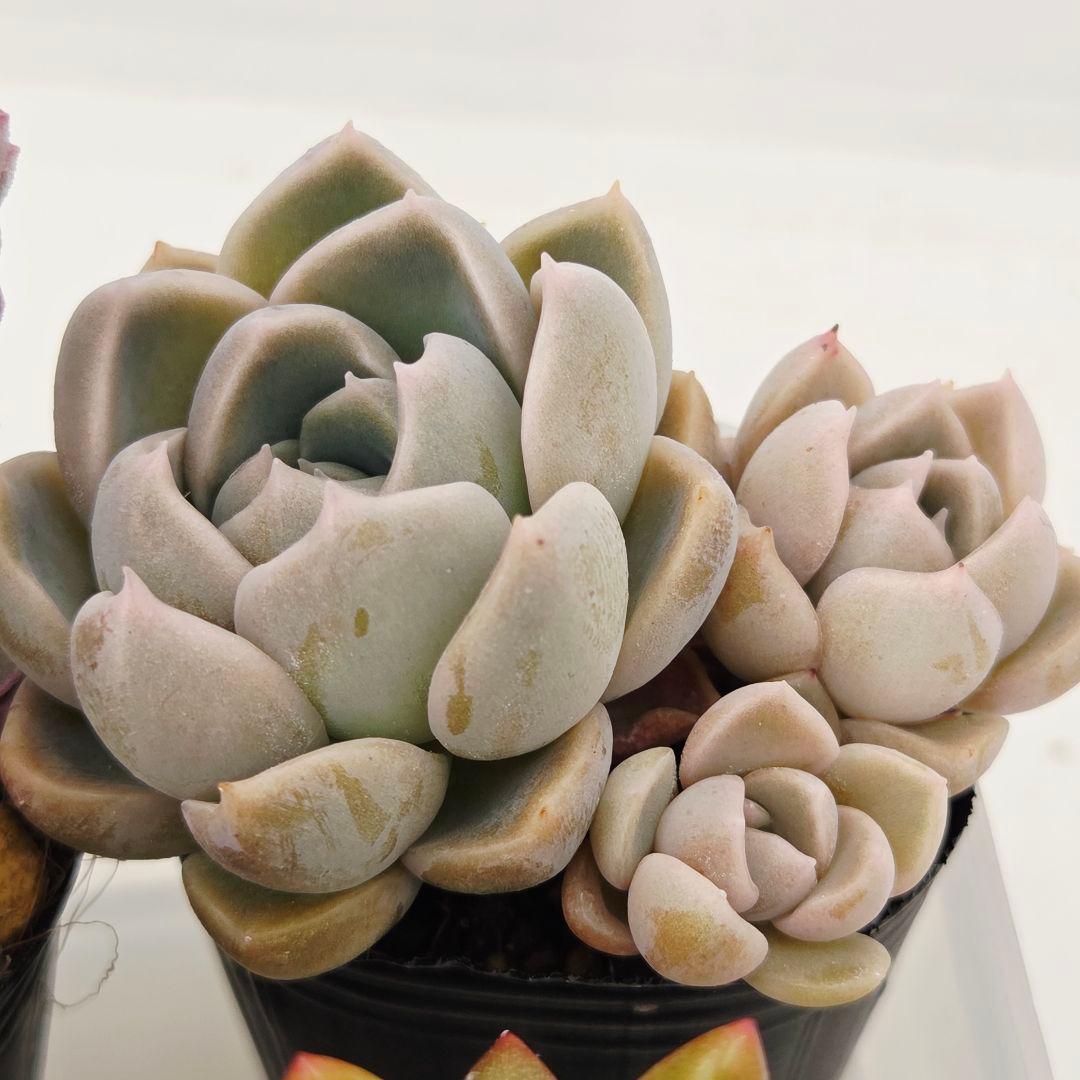 ㊸全15苗 つぶつぶ屋さん 萌牡丹❣️あられ❣️姫花火❣️発根済ネコポス込