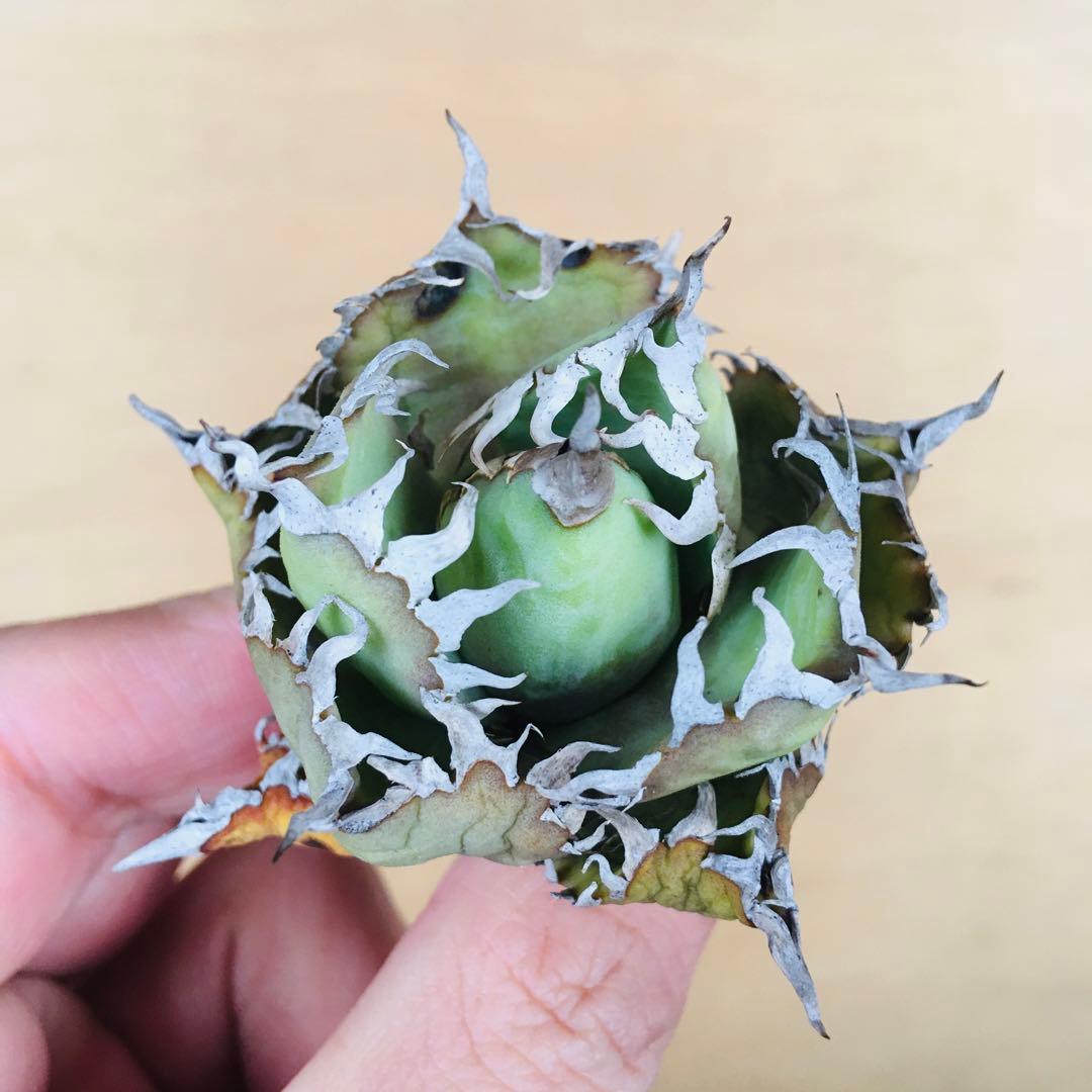 マ*グ様 1 フィリグリー コンパクト ボールタイプ 矮性ミニTC株 アガベ チ