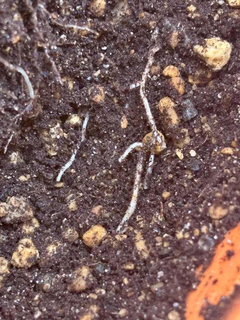 Saka【ダシリリオン ロンギシマム】B