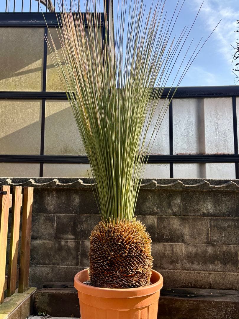 Saka【ダシリリオン ロンギシマム】B