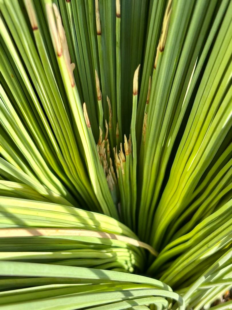 Saka【ダシリリオン ロンギシマム】B