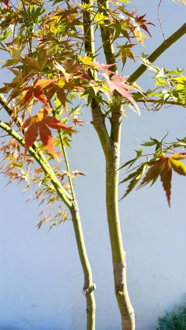 超逸品。イロハモミジ 自然樹系3.0M(鉢底から)