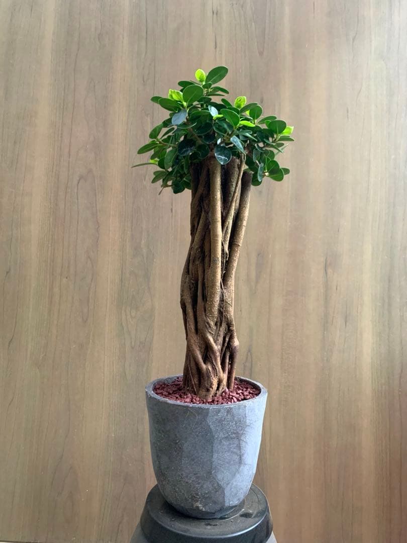 コパンダガジュマル　インテリアポット入り！