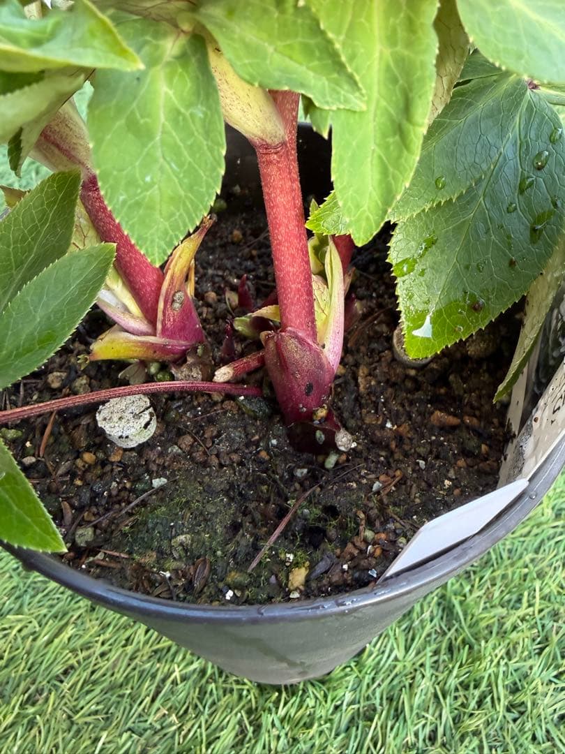 【一点物】広瀬園芸　クリスマスローズ　ソレイユ