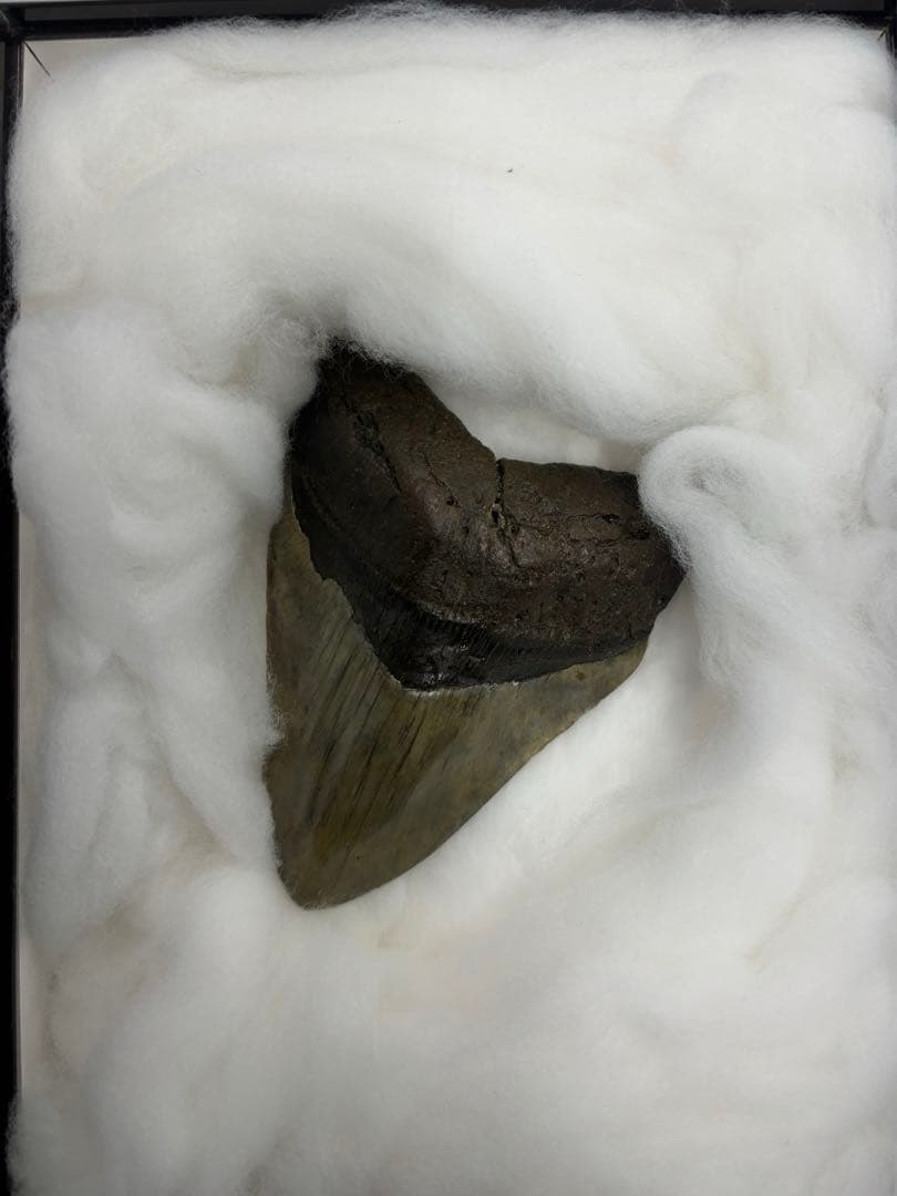 メガドロン　化石の歯 フレーム入り