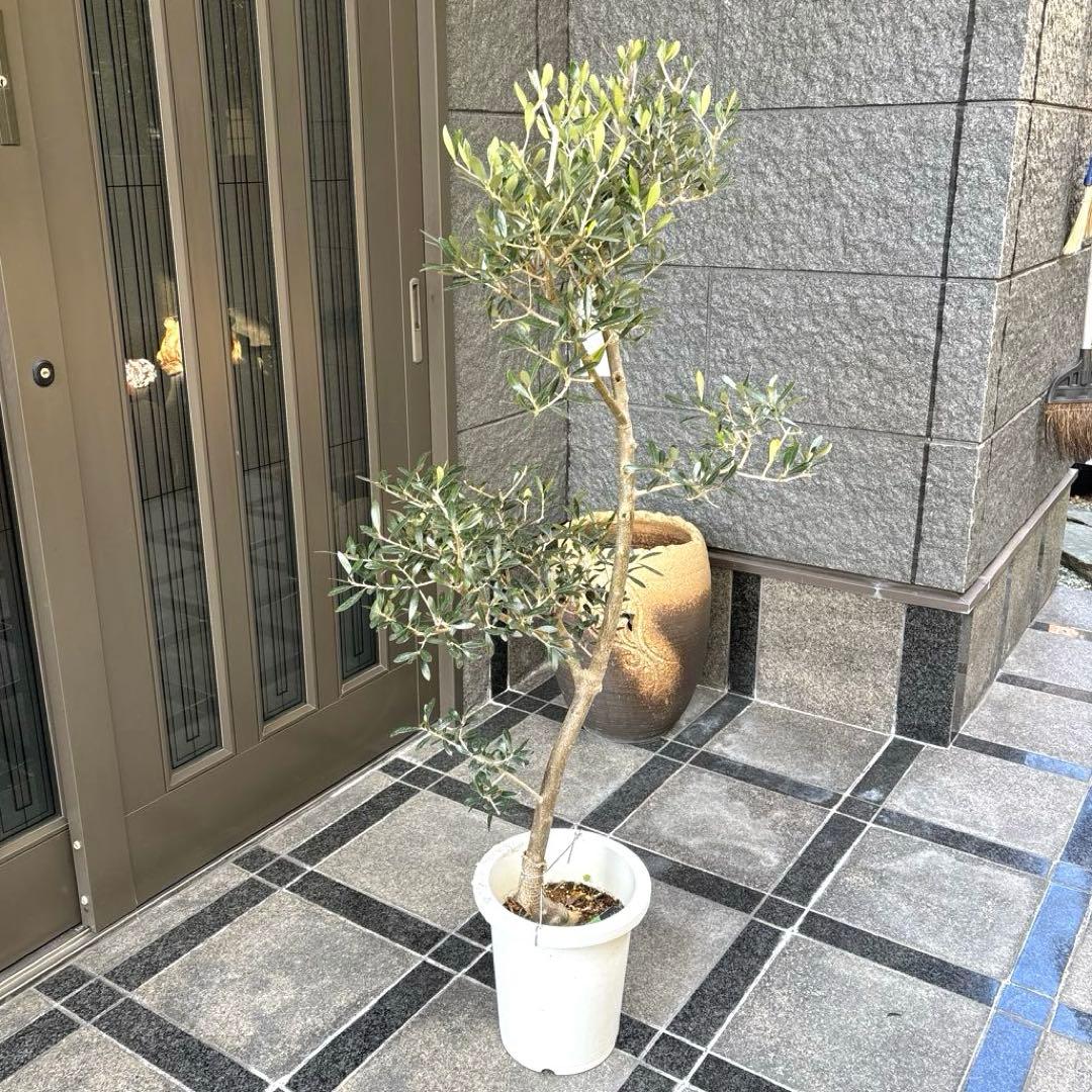 エルグレコ　オリーブの木　8号　1メートル30センチ