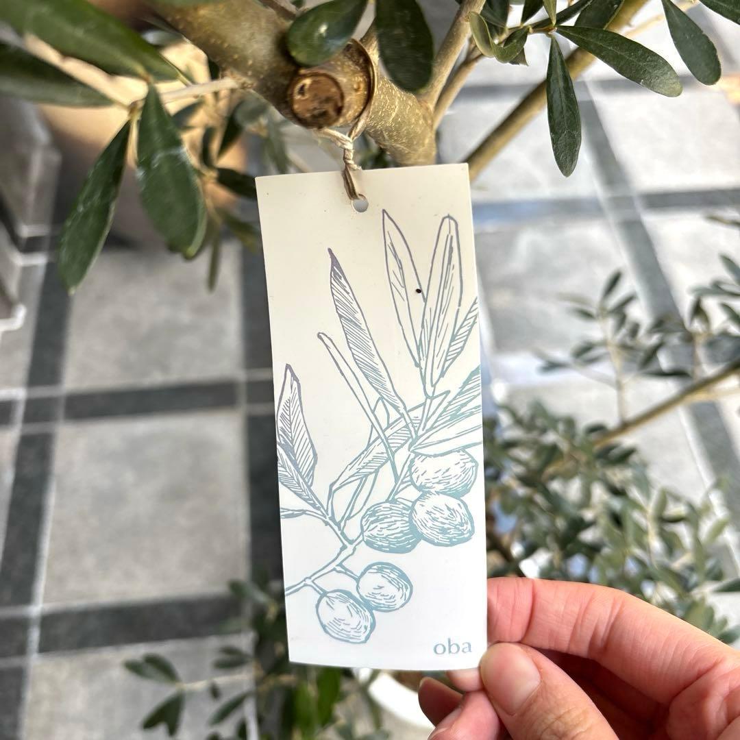 エルグレコ　オリーブの木　8号　1メートル30センチ