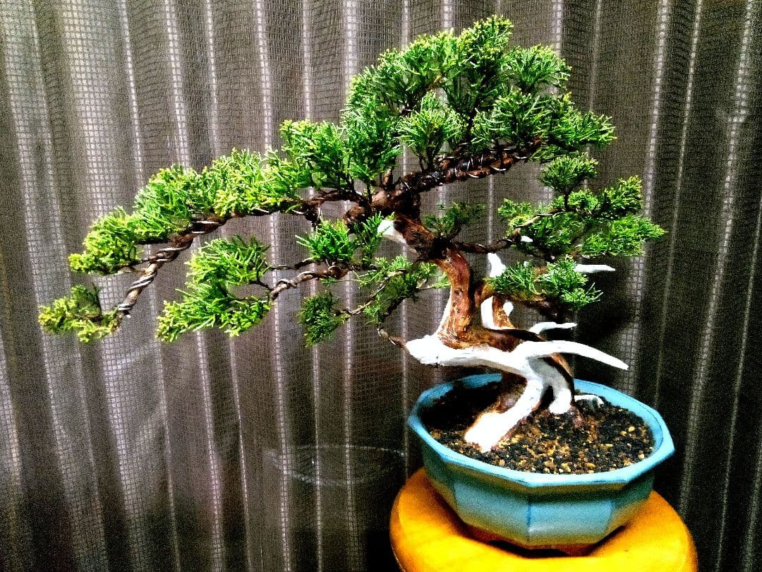 【中品　真柏盆栽】　　　　　⭕鈴様、専用❗