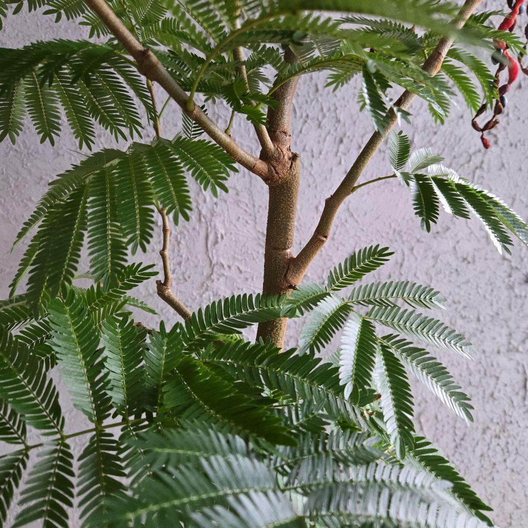 ①　エバーフレッシュ　8号　極太　最高等級極上品‼️