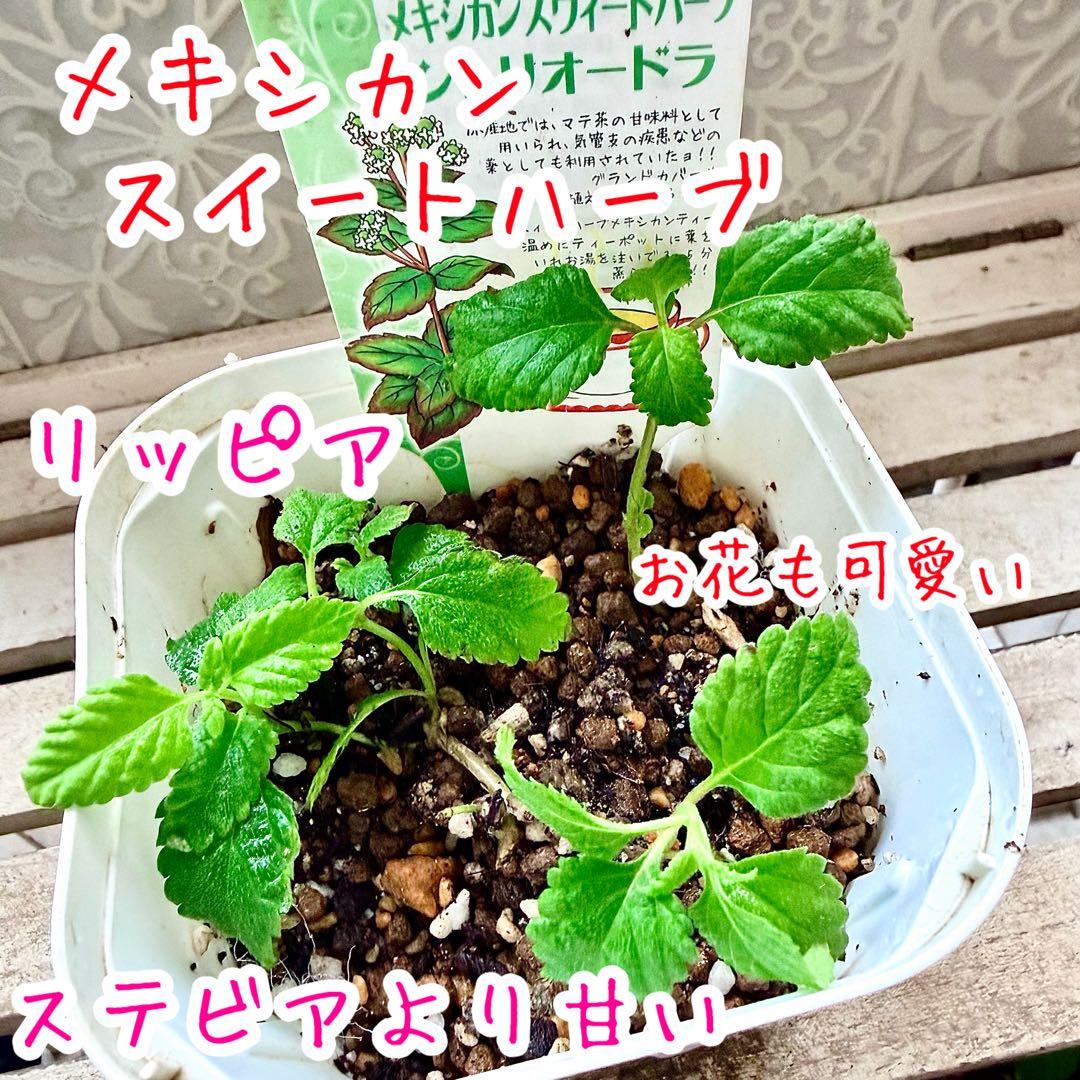 レアな　メキシカンスウィートハーブ　リッピア　苗　ステビア4倍甘味料　三苗入り