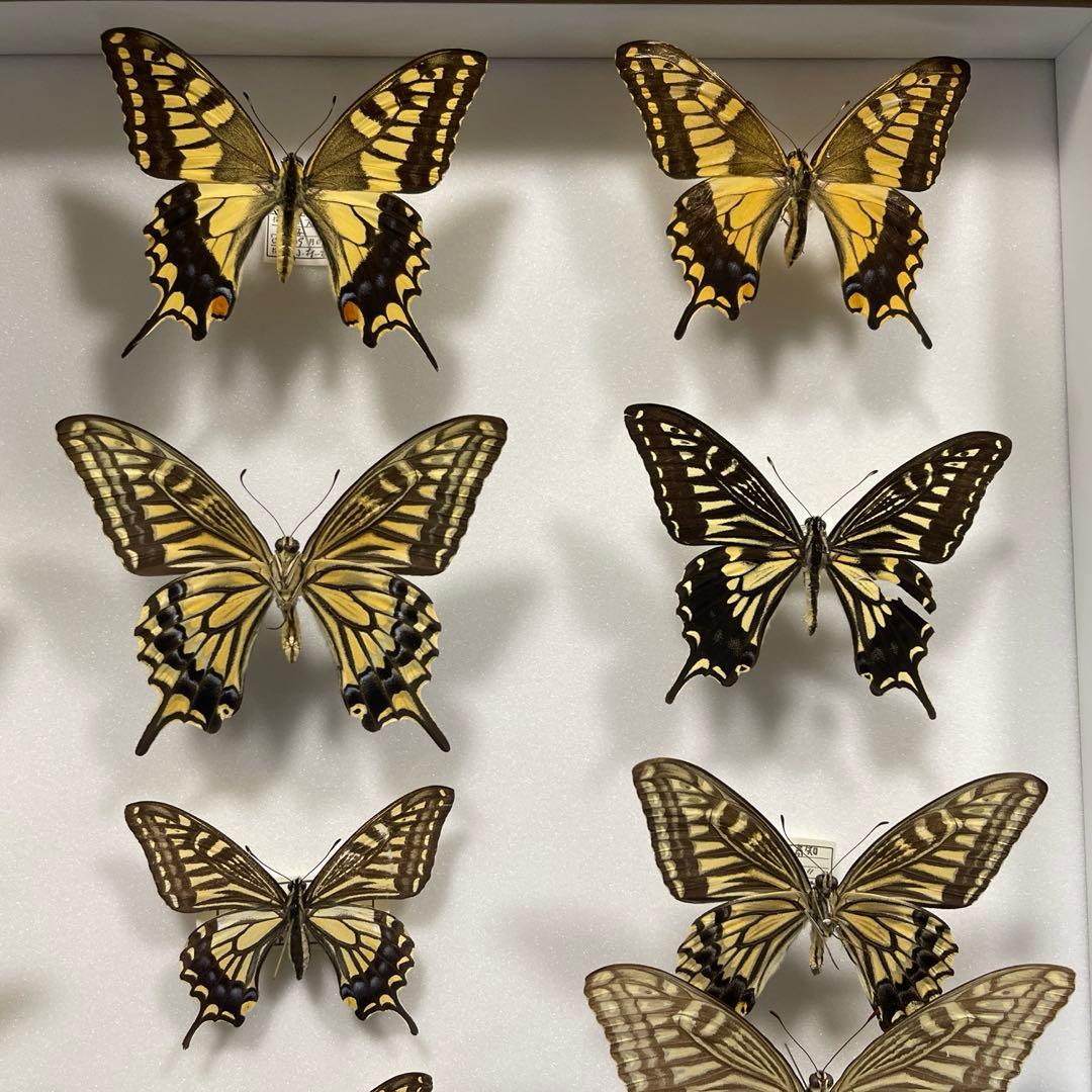 アゲハ蝶 UVドイツ標本箱セット