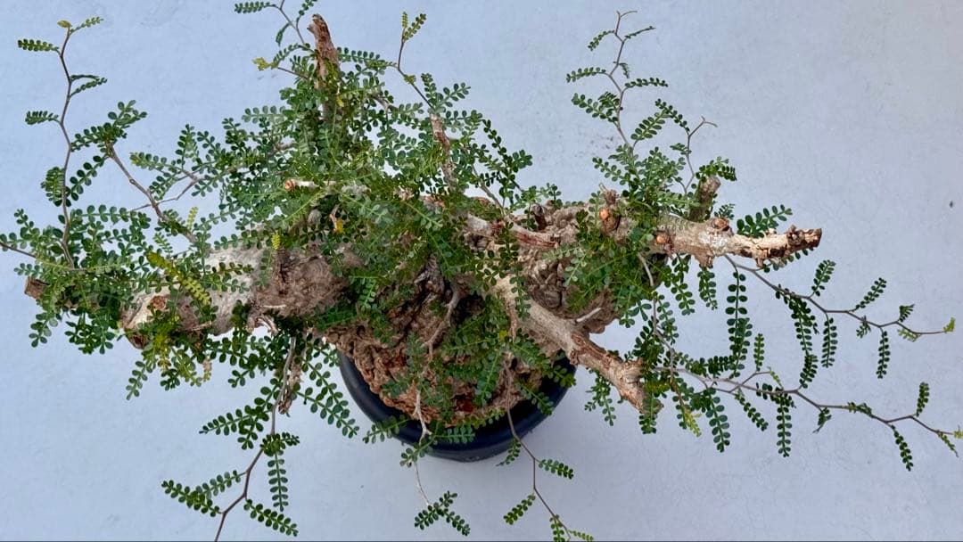 オペルクリカリア　パキプス　発根済み　パツパツ　かなりのボコ肌　重量も凄い