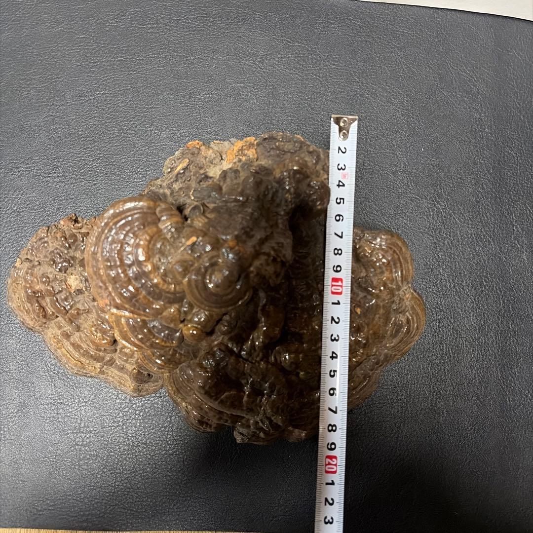 古備前　備前焼　壺　＆　サルノコシカケ　蓋