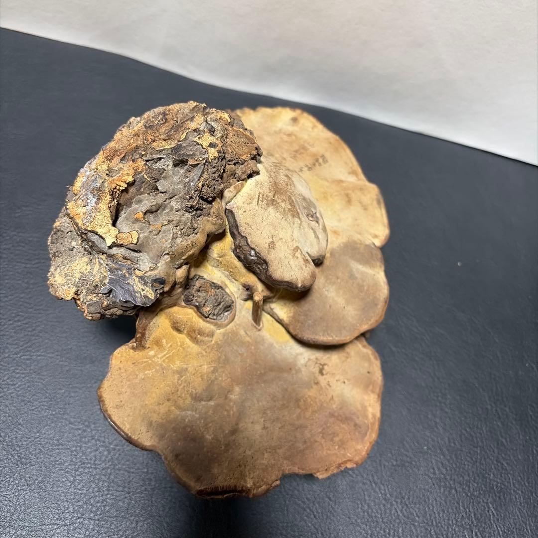 古備前　備前焼　壺　＆　サルノコシカケ　蓋