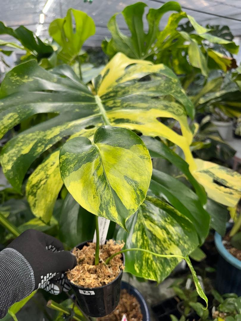 M*u様 K4モンステラ　イエローマリリン　黄斑入り