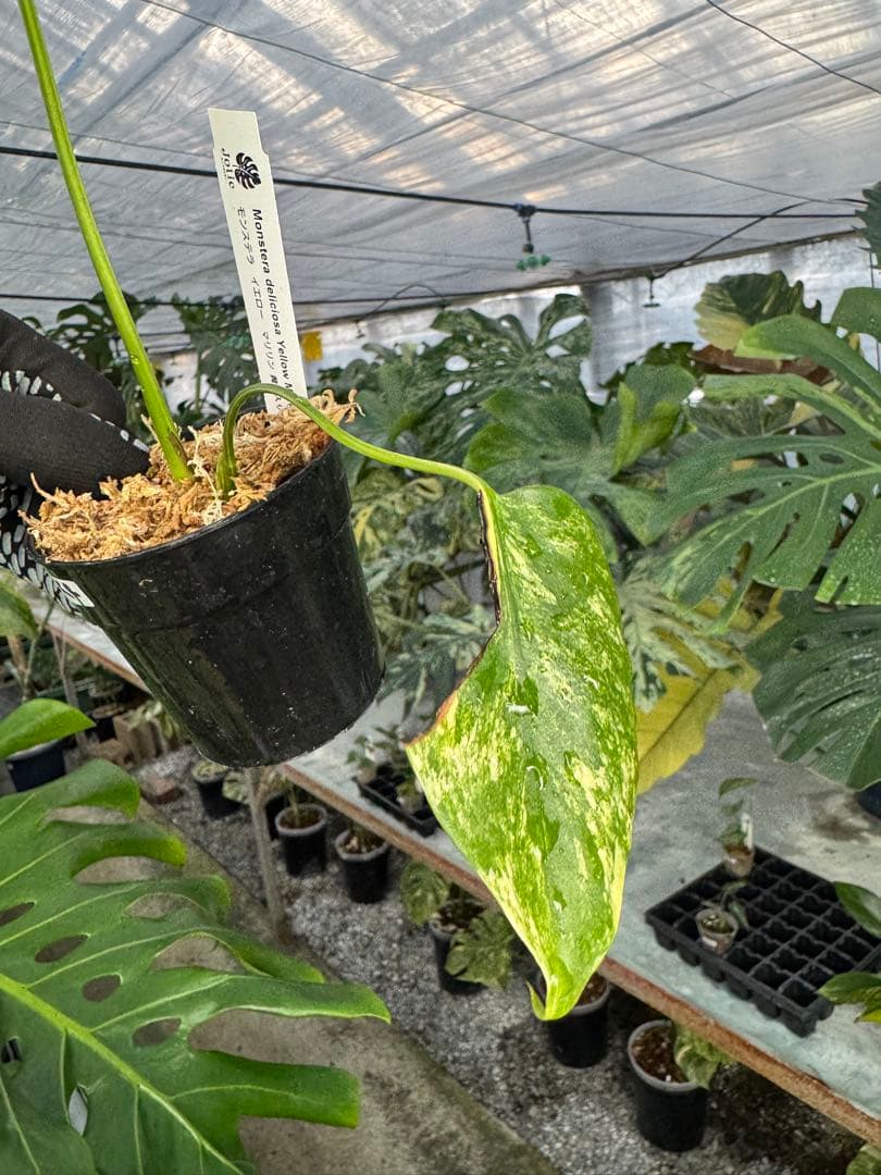 M*u様 K4モンステラ　イエローマリリン　黄斑入り