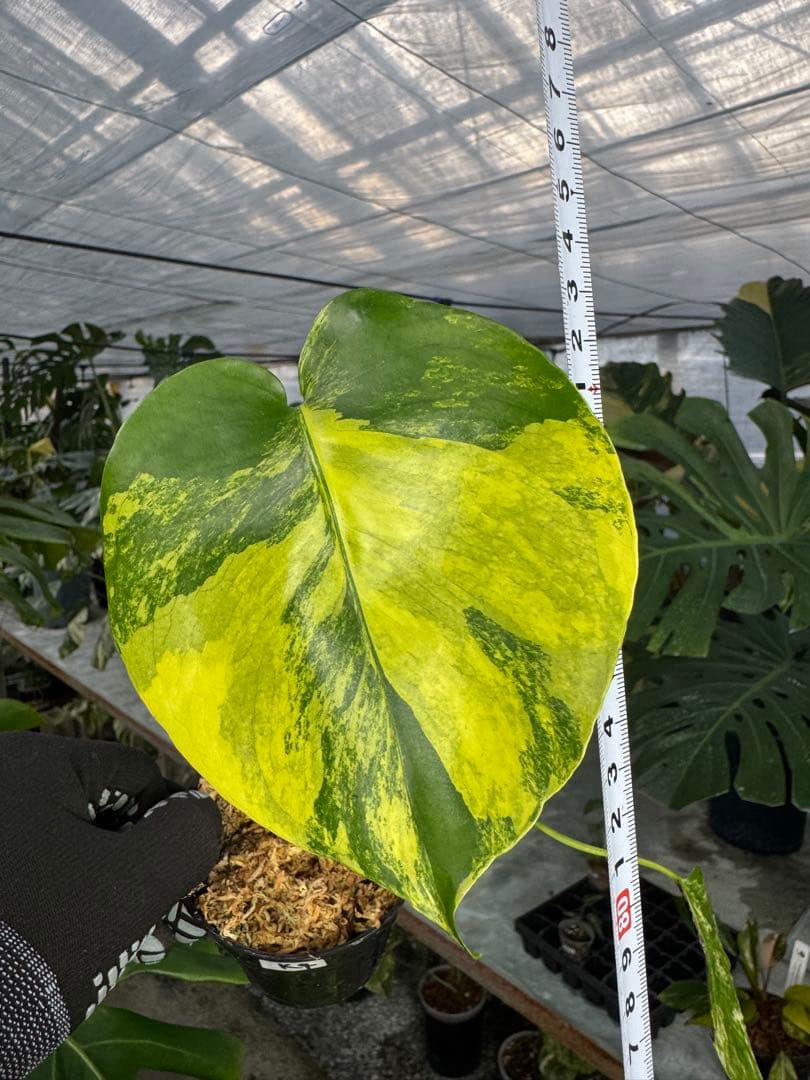 M*u様 K4モンステラ　イエローマリリン　黄斑入り