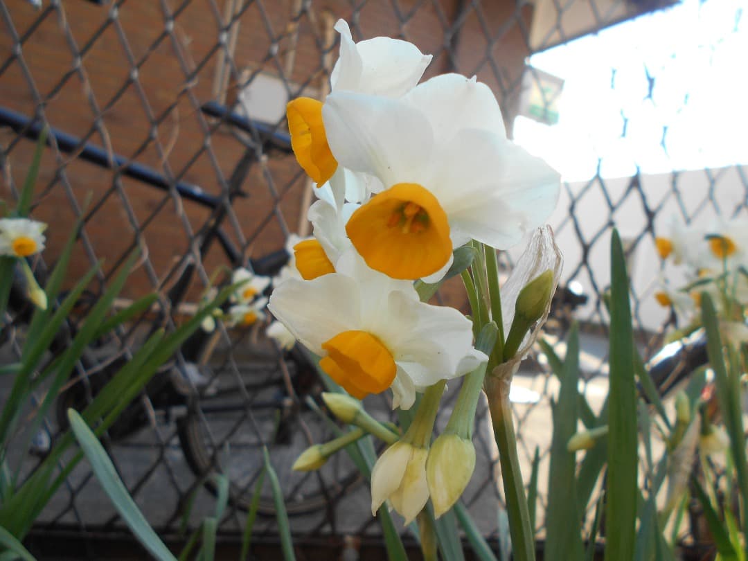 乾電池式/実写美⭕️【動作確認済】Nikon COOLPIX L30 シルバー