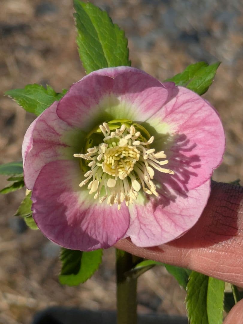 極美 WS★原種交配ヴィリディスhybrid★パステリッシュ・ポーセリン系