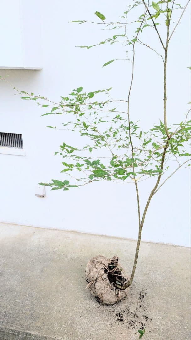 山採りウメモドキ。