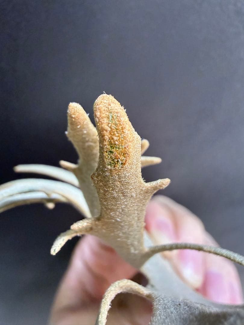 たか太郎　yellow moon dwarf sporeling 胞子