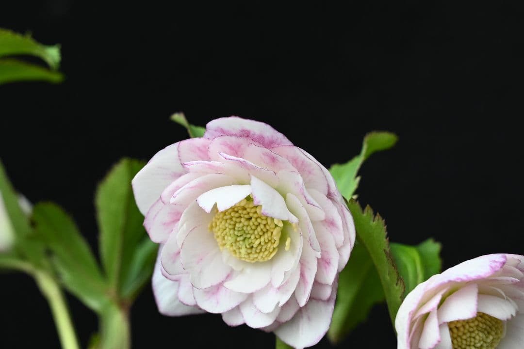 クリスマスローズ　認定リトルプリマヴェーラ　加藤農園