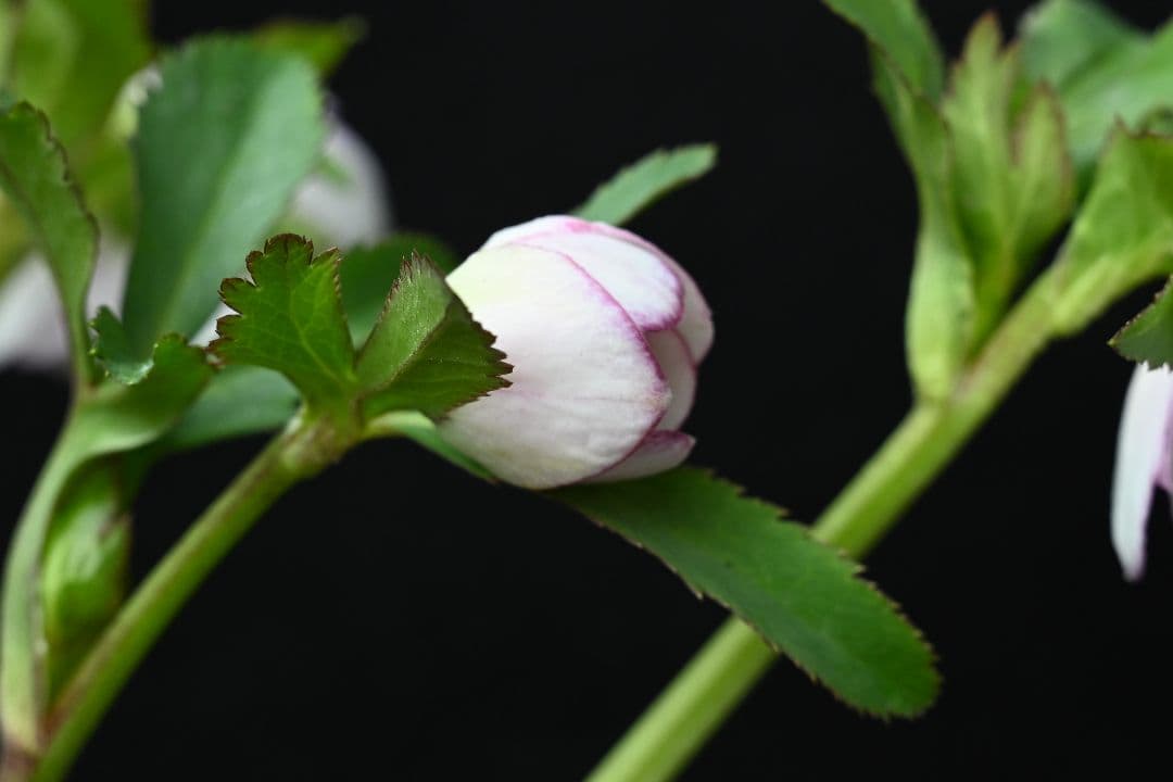 クリスマスローズ　認定リトルプリマヴェーラ　加藤農園