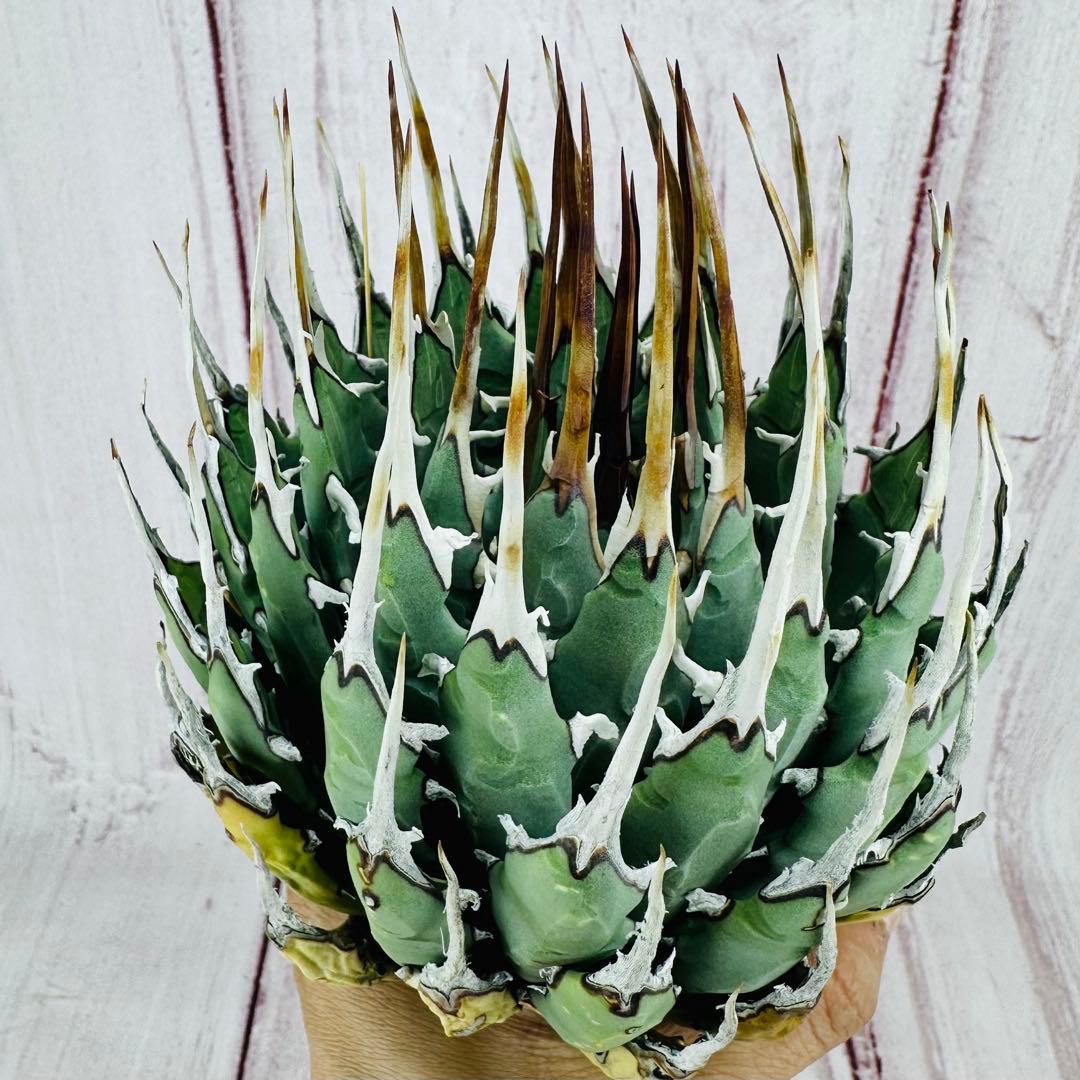 787 アガベ ユタエンシス エボリスピナ 丸型